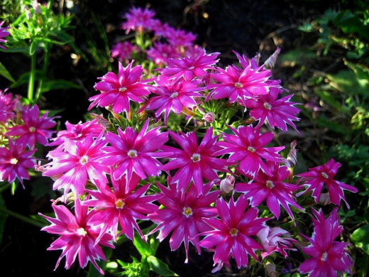 594230 (a): :1600x1200
